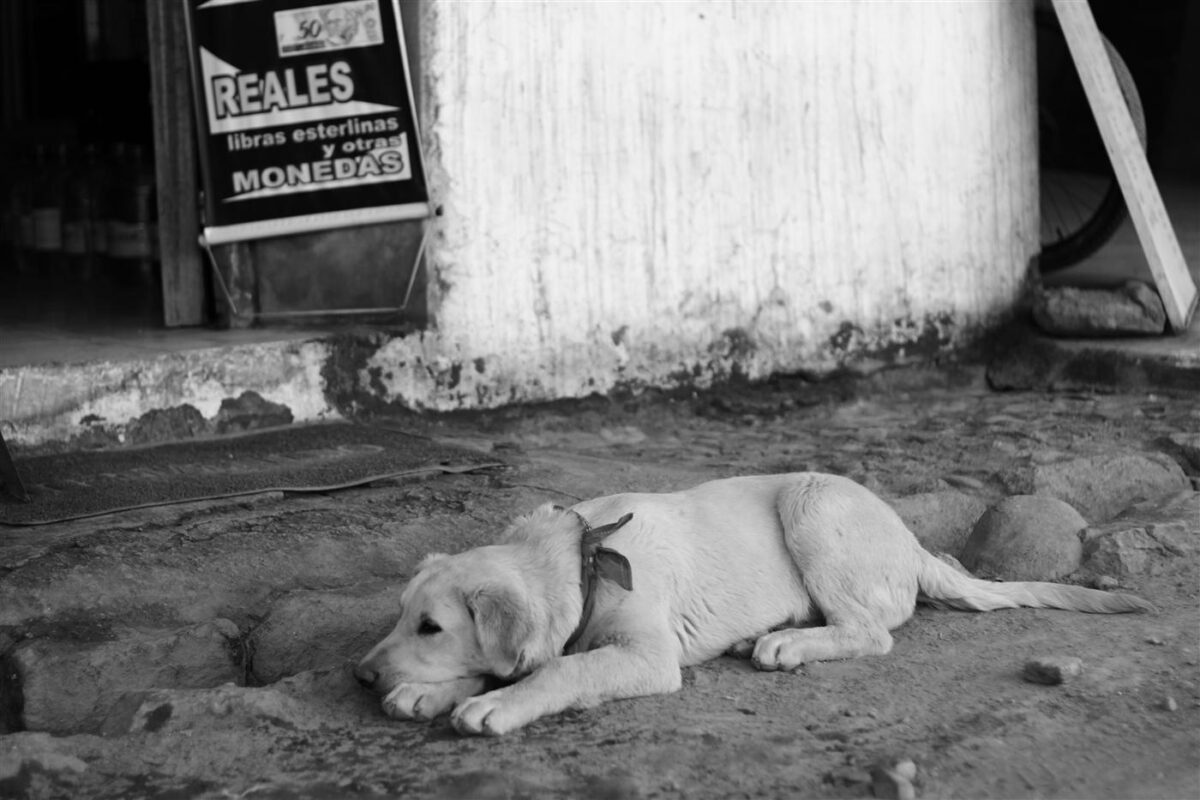 Dogs of San Pedro