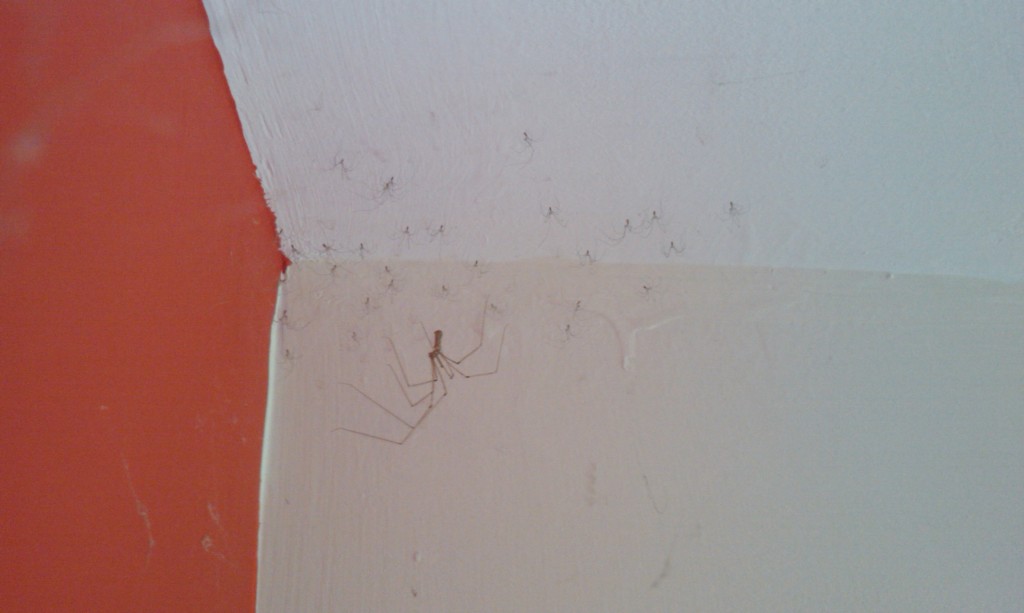 Argh! Spiders!