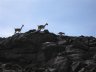 Vicunas chasing a fox